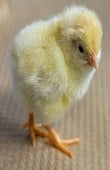 Townline Hatchery Amberlink Chicks