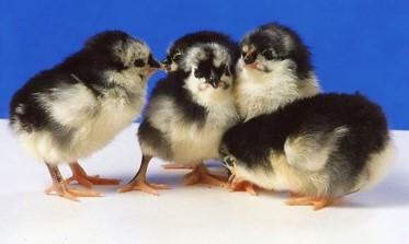 Townline Hatchery Black Australorp Chicks