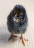 Townline Hatchery Black Sex Link Chicks