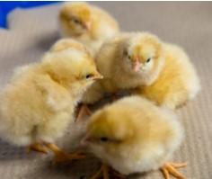 Townline Hatchery Buff Orpington Chicks