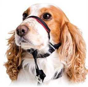 Halti No Pull Dog Harness - Company Of Animals FR